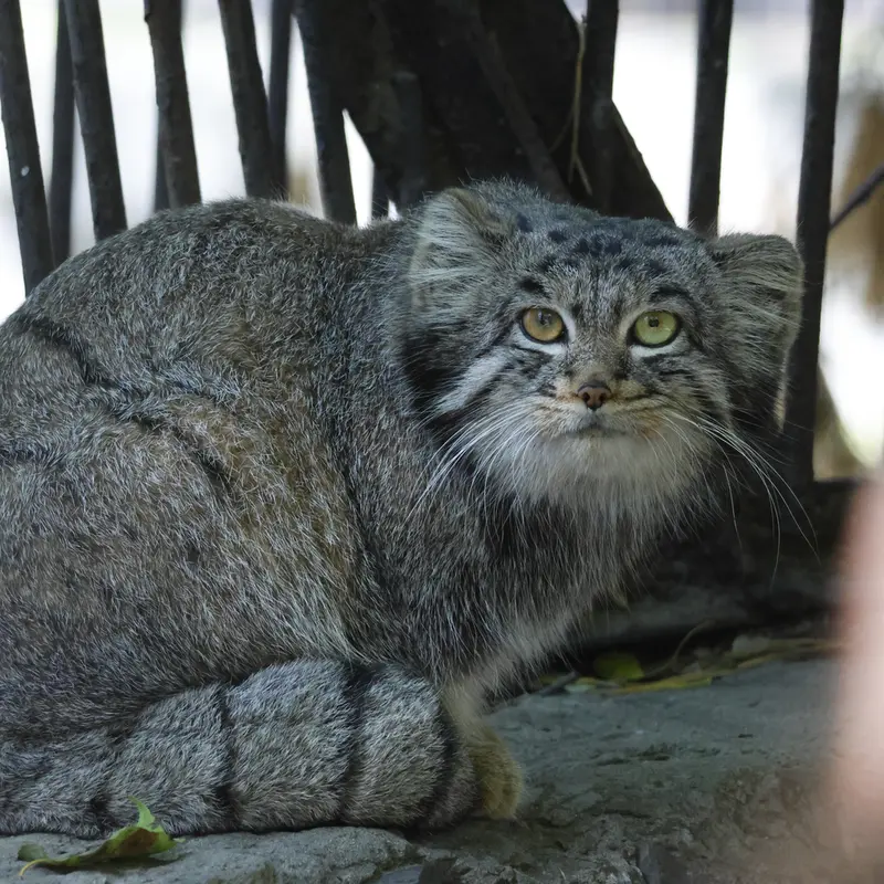 ノヴォシビルスク動物園のカトゥンの写真