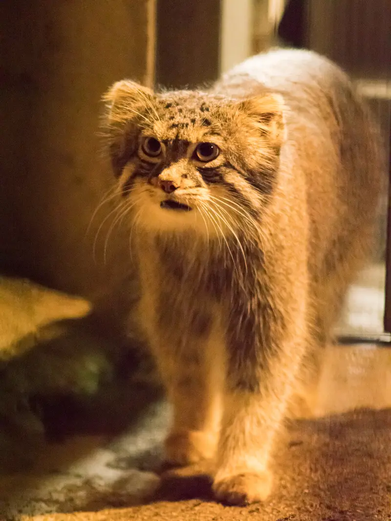 野毛山動物園のフィーガの写真
