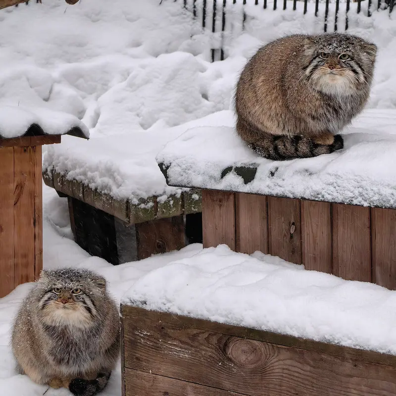ノヴォシビルスク動物園のキムとスキフの写真