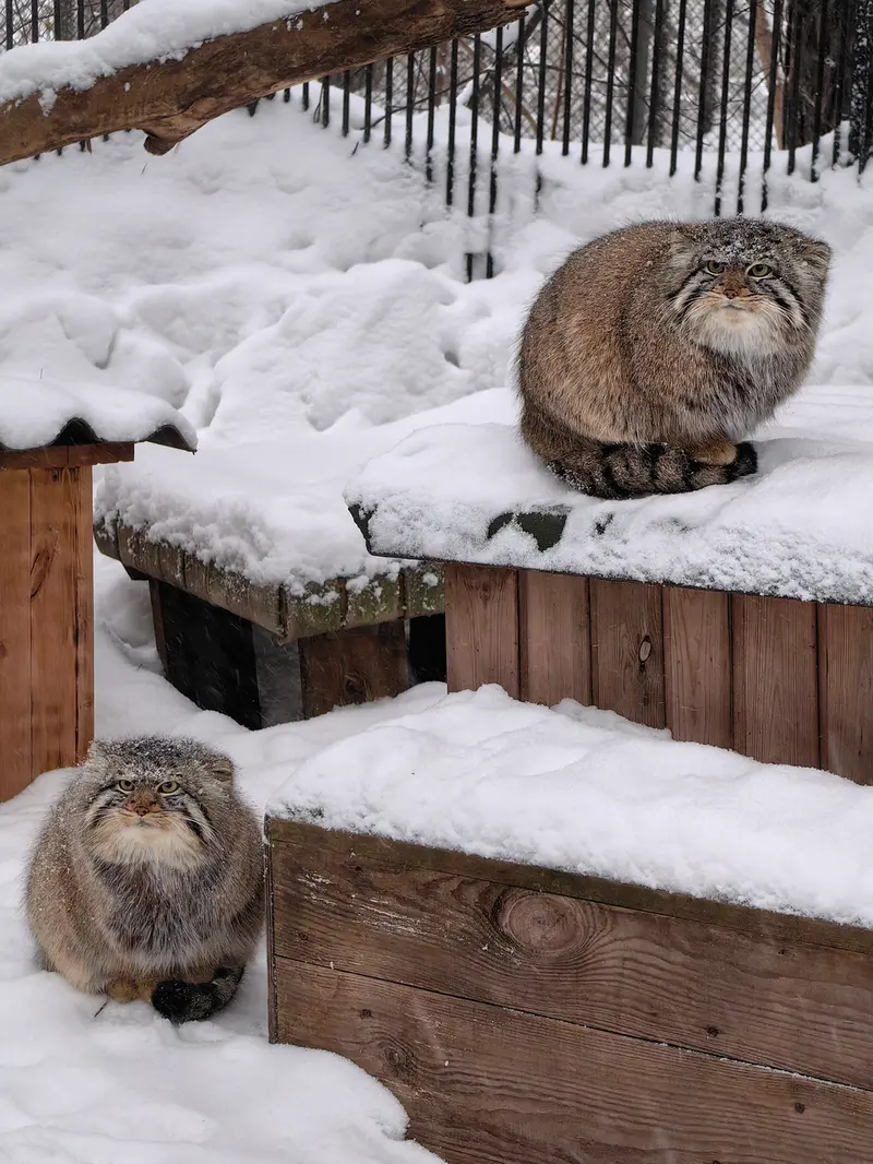 ノヴォシビルスク動物園のキムとスキフの写真