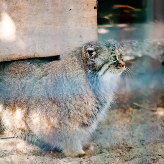 マクデブルク動物園のマヌエラの写真