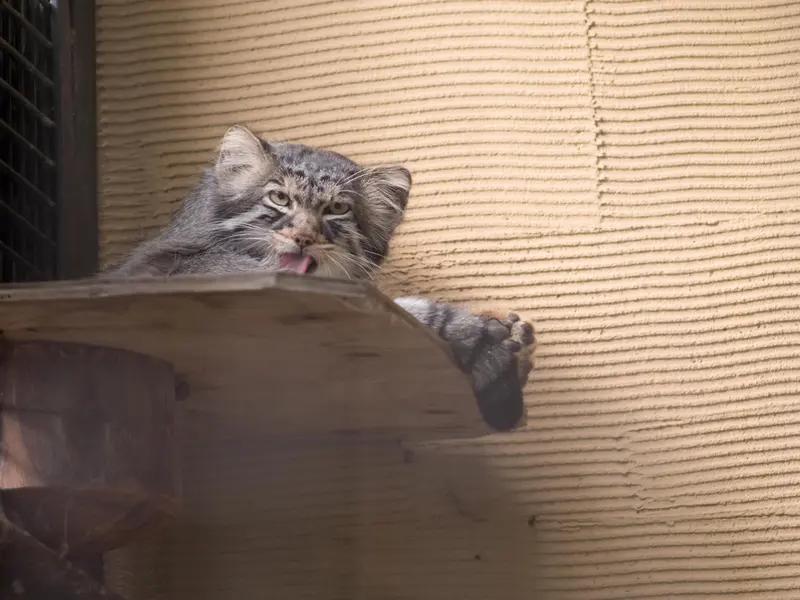旭山動物園のヒデの写真