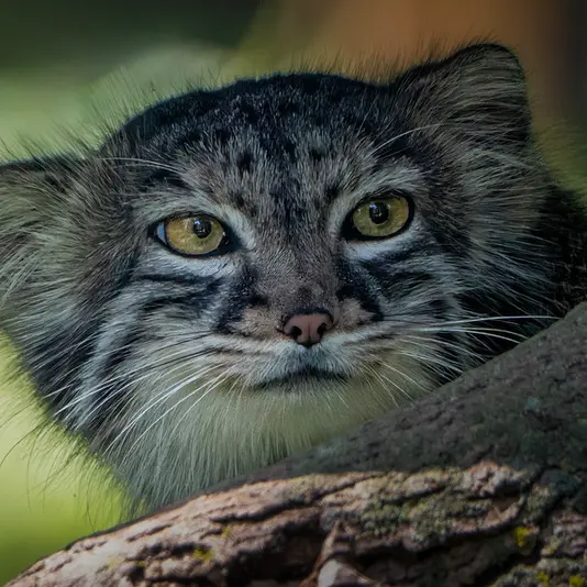 ニアビ動物園のイーヴィーの写真