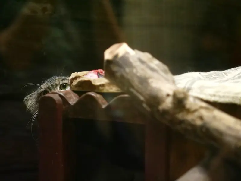 恩賜上野動物園のサフランの写真
