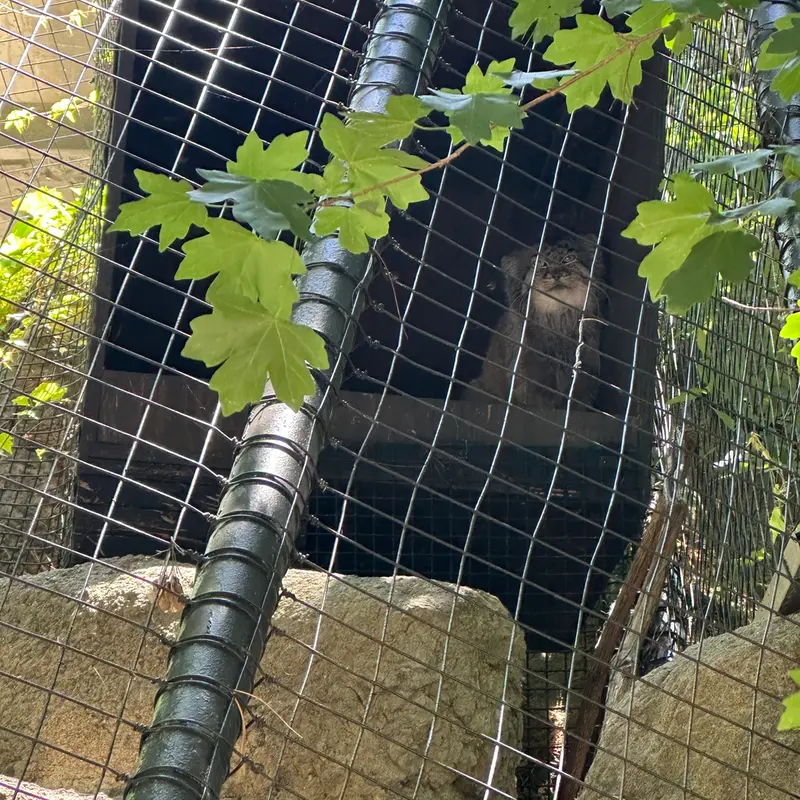 シンシナティ動物園のムーシューの写真