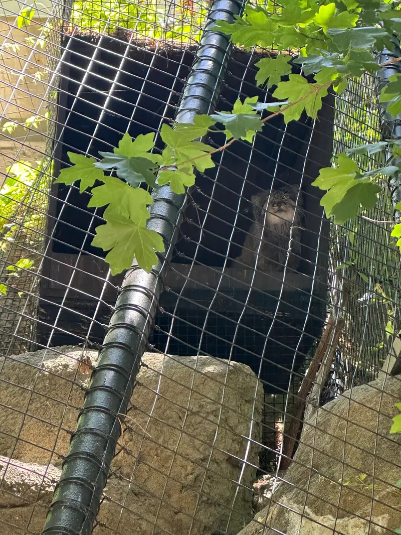 シンシナティ動物園のムーシューの写真