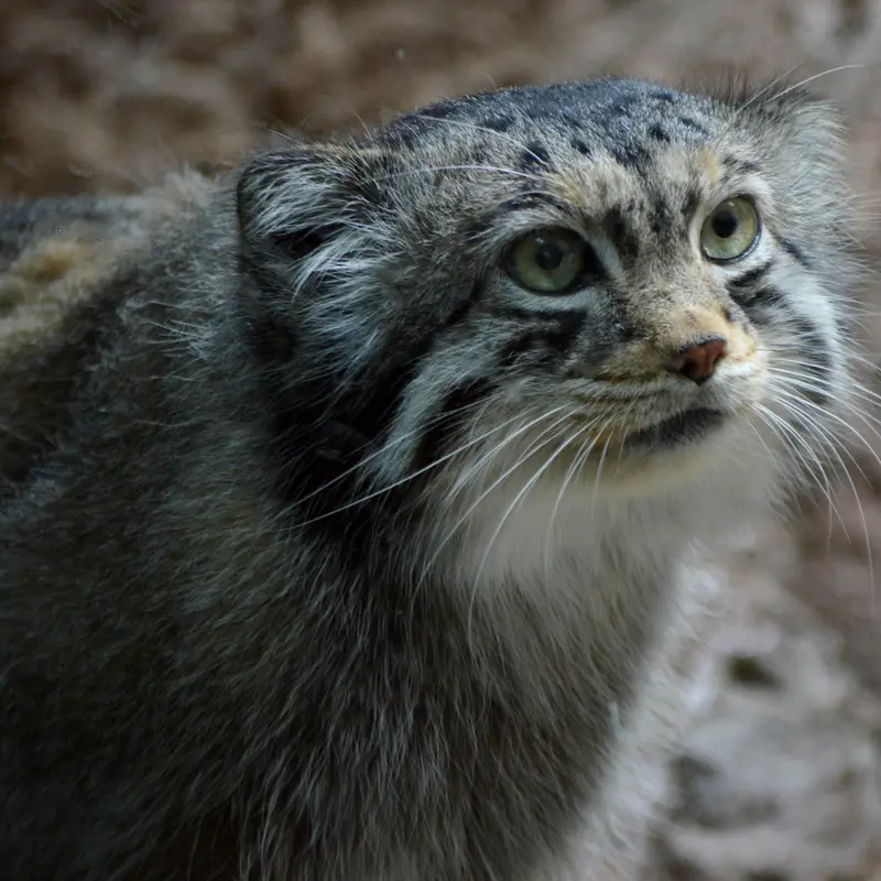 バーミングハム動物園のバタールの写真
