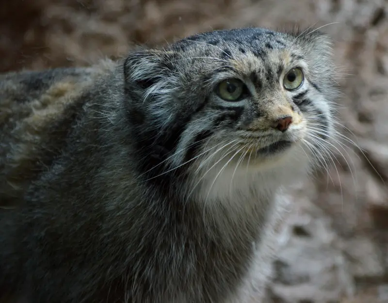 バーミングハム動物園のバタールの写真
