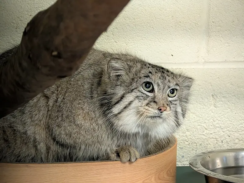 オグルベイ・グッド動物園のディーンの写真