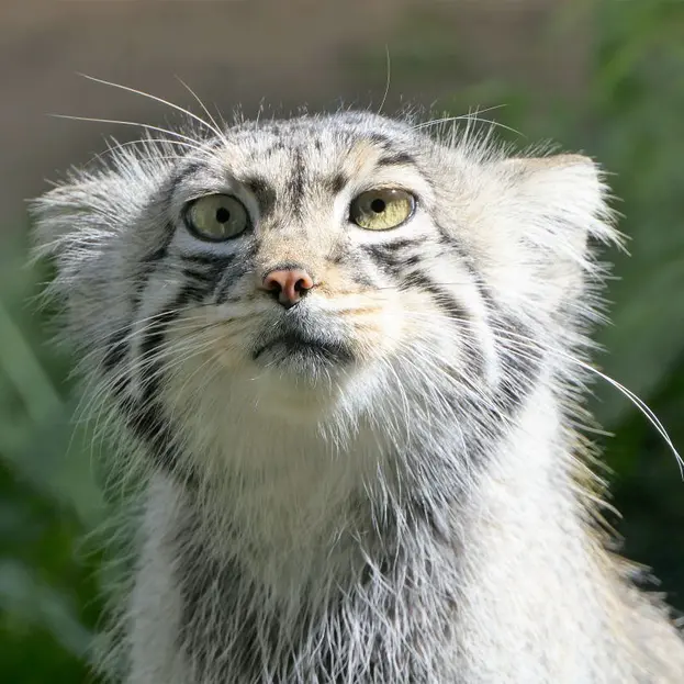 タリン動物園のアイオロスの写真