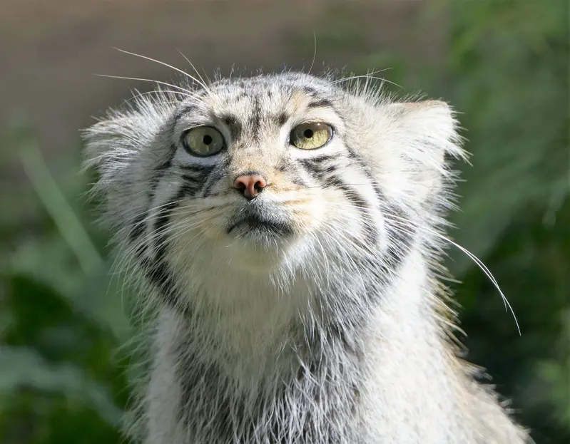 タリン動物園のアイオロスの写真