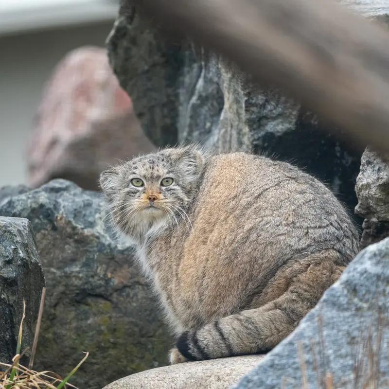 コルケアサーリ動物園のミミの写真