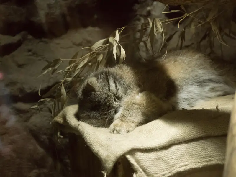 恩賜上野動物園のクリョンの写真