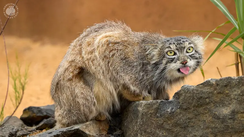 プラハ動物園のスパイの写真