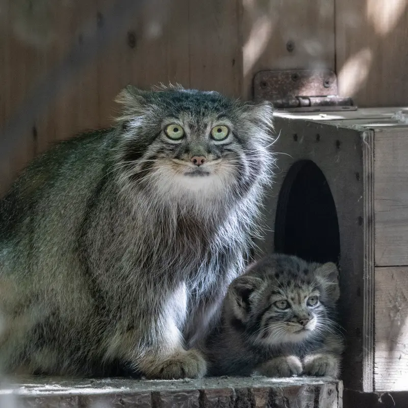 ノヴォシビルスク動物園のアデルとアデルの子ネコ b.2026 Ⅳの写真
