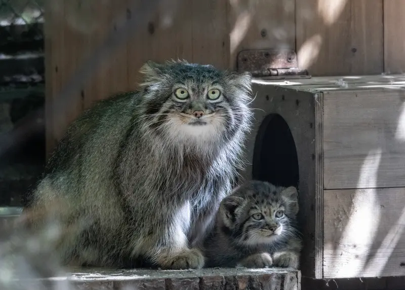 ノヴォシビルスク動物園のアデルとアデルの子ネコ b.2026 Ⅳの写真
