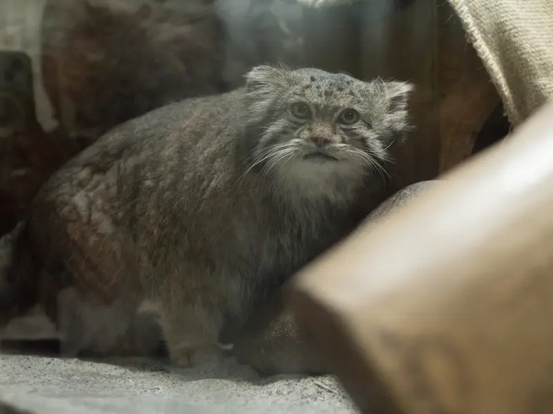 恩賜上野動物園のクリョンの写真