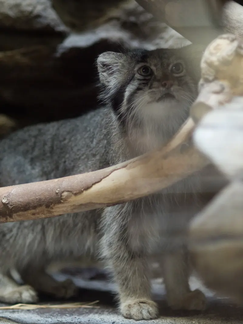 恩賜上野動物園のクリョンの写真
