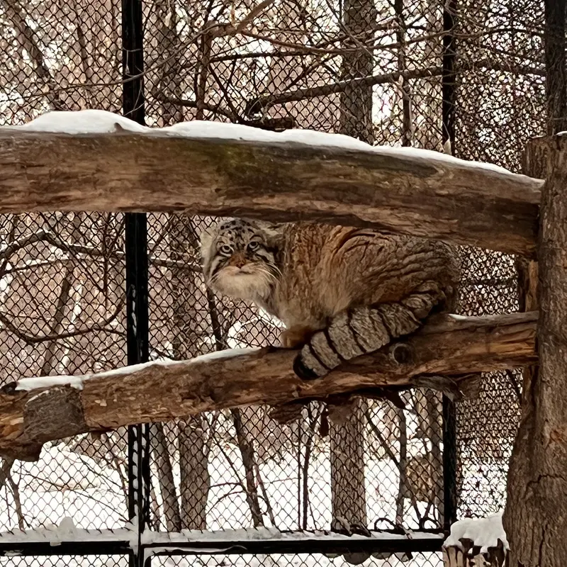 ノヴォシビルスク動物園のジョージの写真