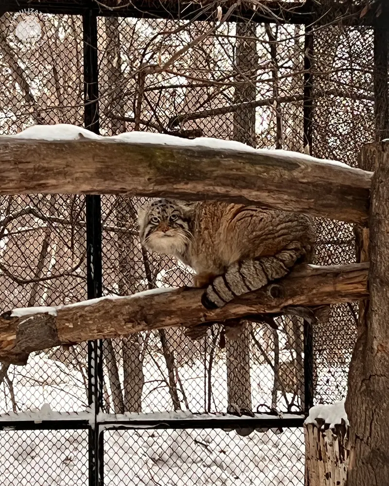 ノヴォシビルスク動物園のジョージの写真