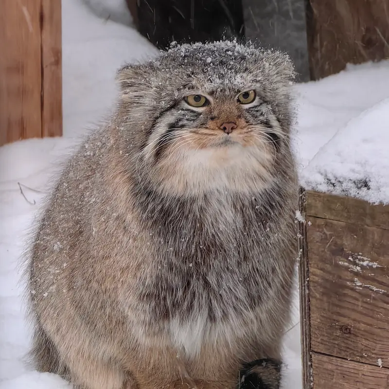 ノヴォシビルスク動物園のキムの写真