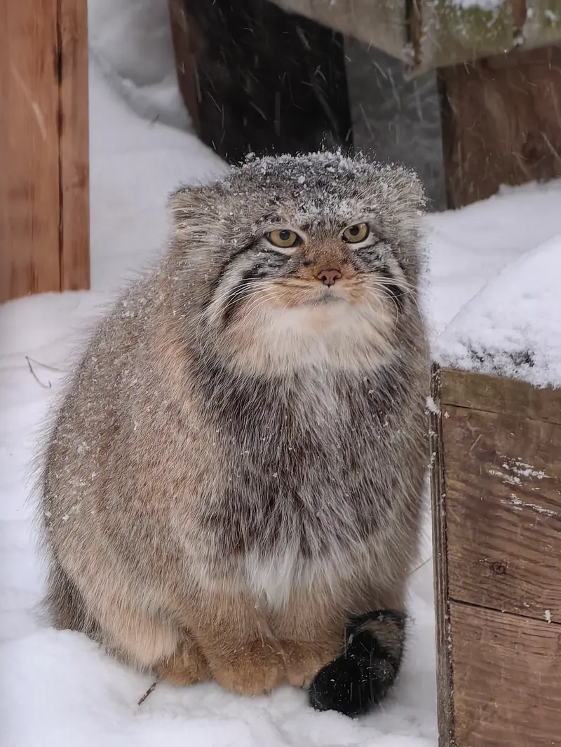 ノヴォシビルスク動物園のキムの写真