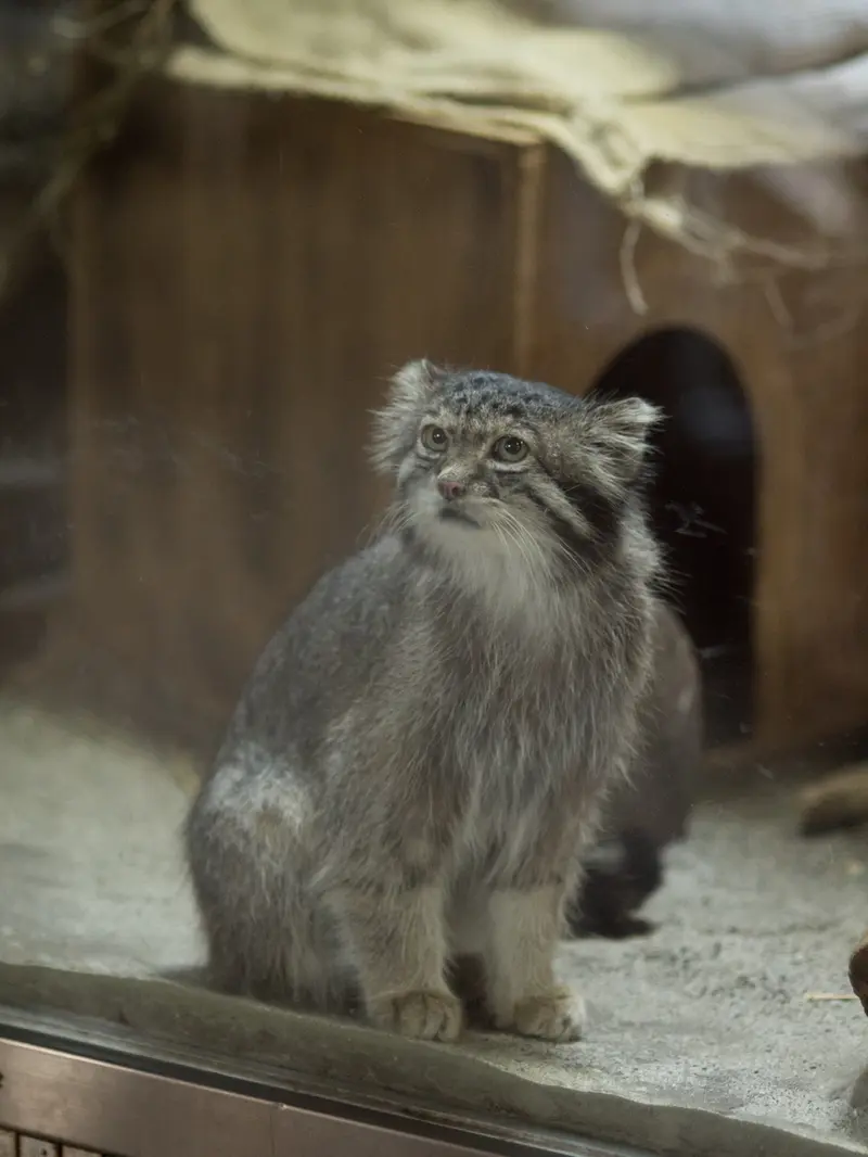 恩賜上野動物園のクリョンの写真