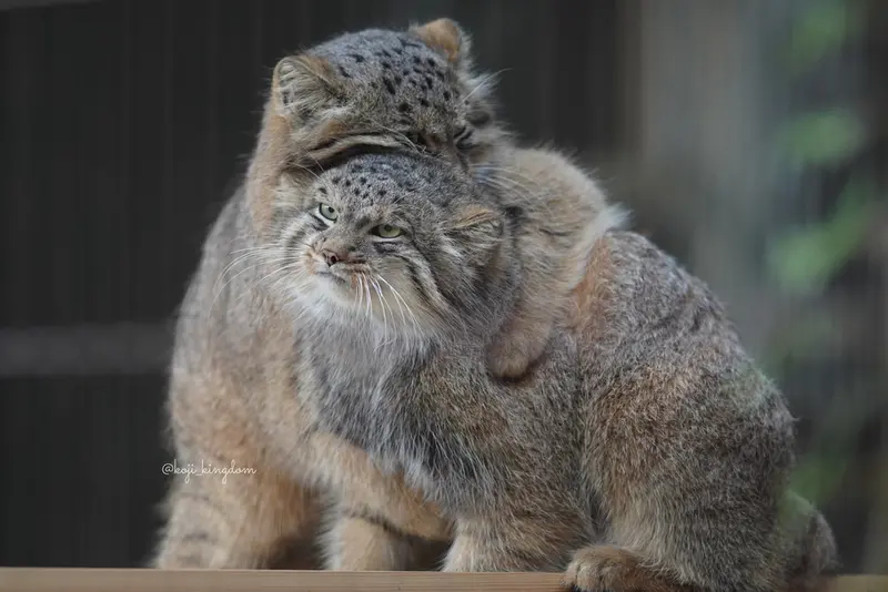 東山動植物園のヒデとヤスの写真