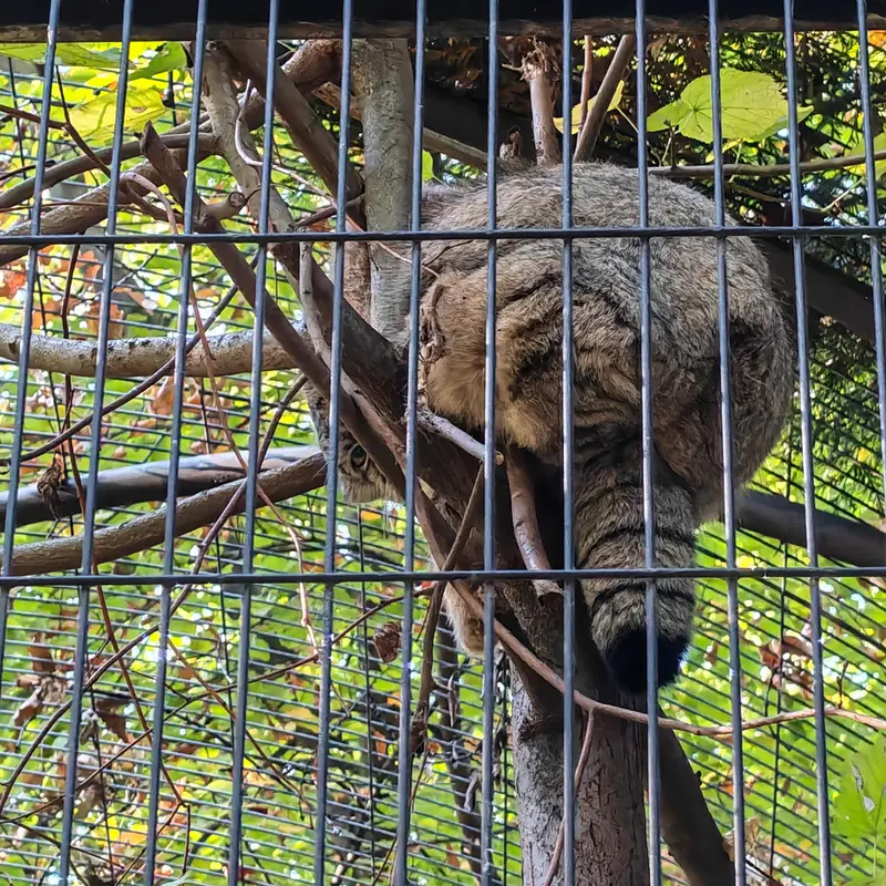 クラクフ動物園のツァスの写真