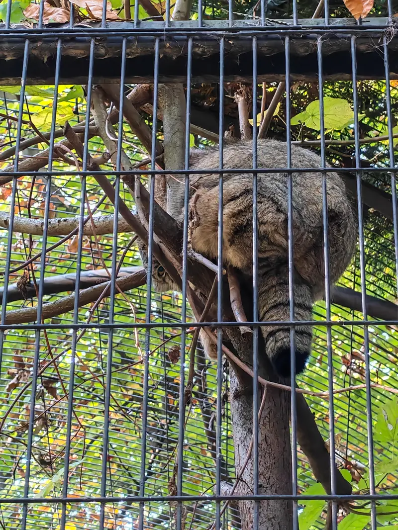 クラクフ動物園のツァスの写真