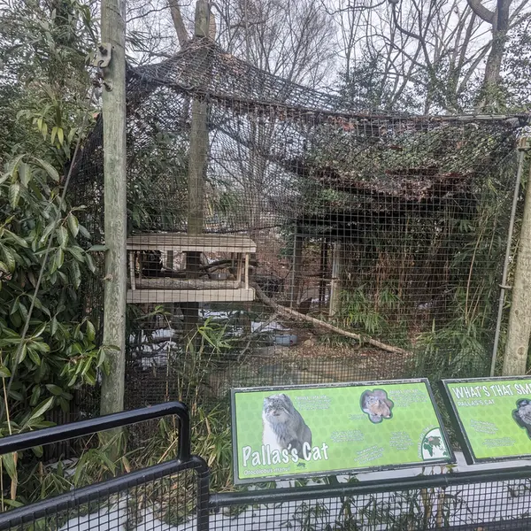 スミソニアン国立動物園のマヌルネコの写真