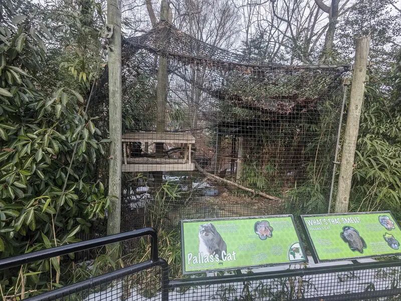 スミソニアン国立動物園のマヌルネコの写真