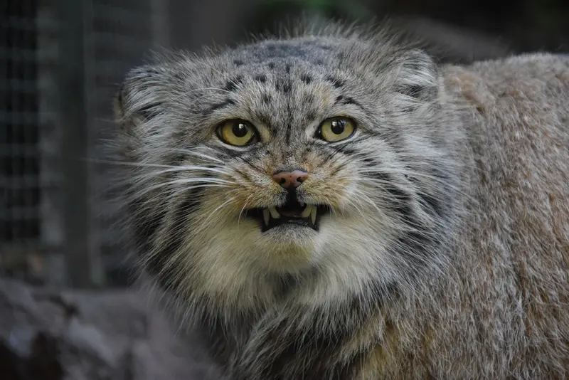ブダペスト動物園・植物園のボフスの写真
