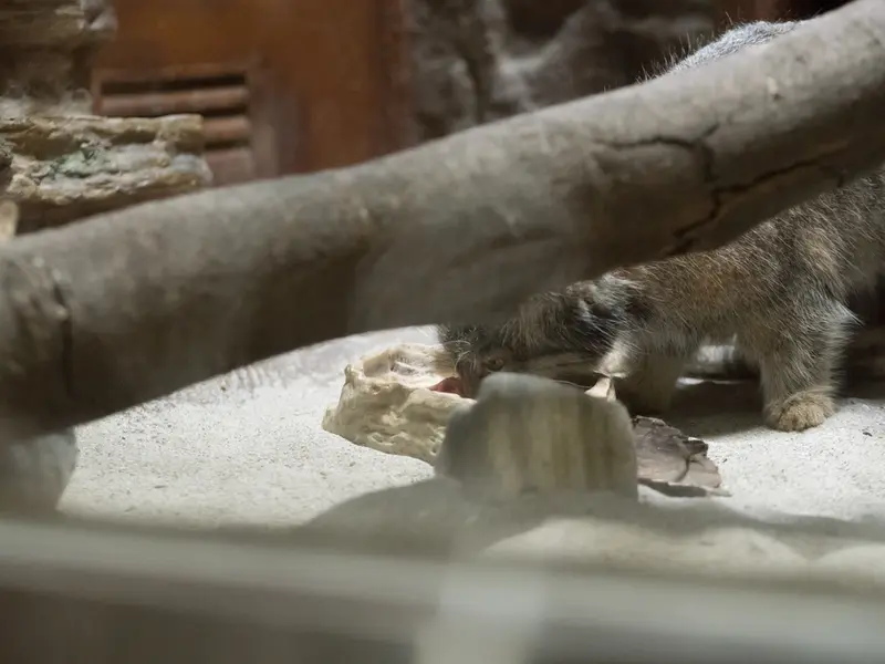 恩賜上野動物園のサフランの写真