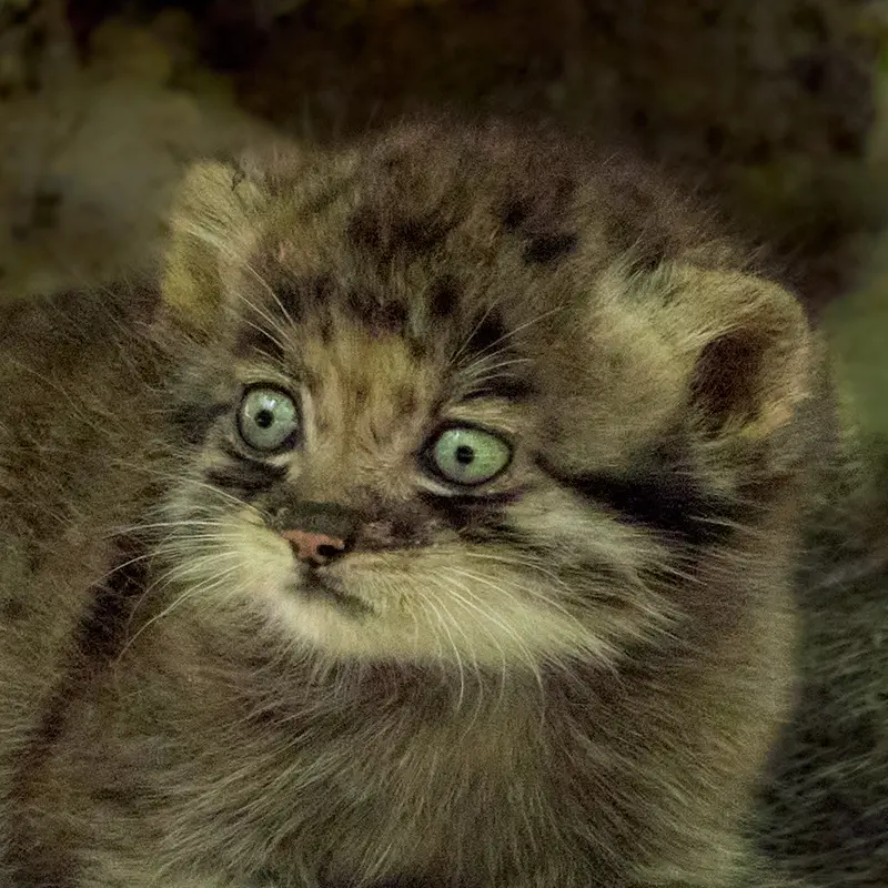 ノヴォシビルスク動物園のマヌルネコのゴロシンカ