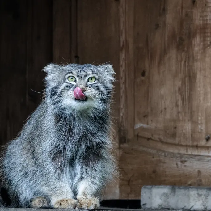 モスクワ動物園のティモフェイの写真