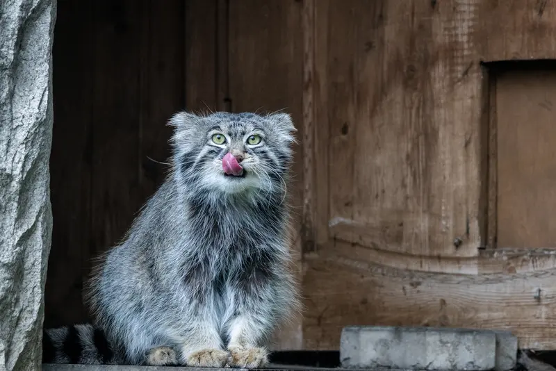 モスクワ動物園のティモフェイの写真
