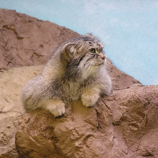 バーミンガム動物園のマヌルネコの写真