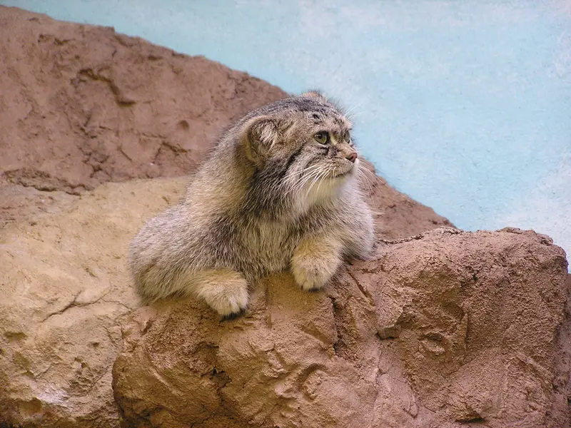 バーミングハム動物園のマヌルネコの写真