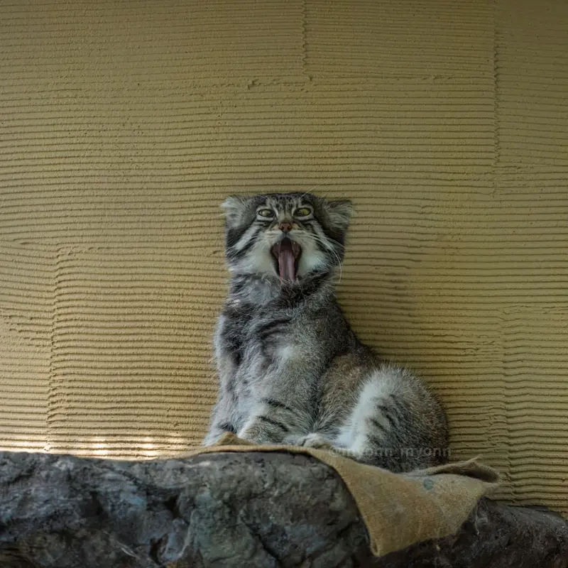 旭山動物園のグルーシャの写真