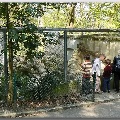 ミュルーズ動物学・植物公園のマヌルネコの写真