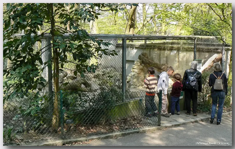 ミュルーズ動物学・植物公園のマヌルネコの写真
