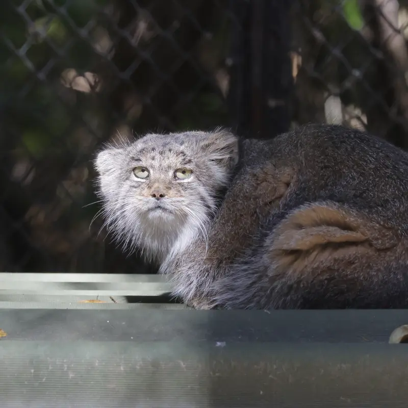 ノヴォシビルスク動物園のミアの写真