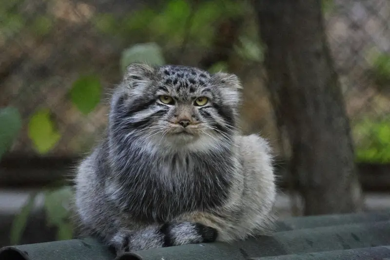 マヌルネコの写真