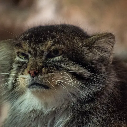 恩賜上野動物園のプリームラの写真