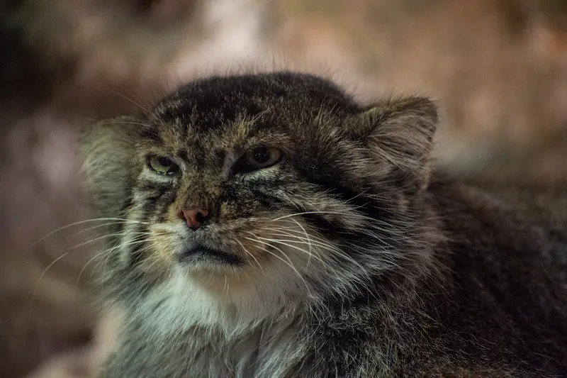 恩賜上野動物園のプリームラの写真