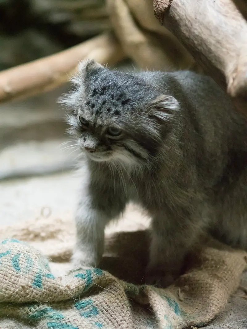 恩賜上野動物園のクリョンの写真