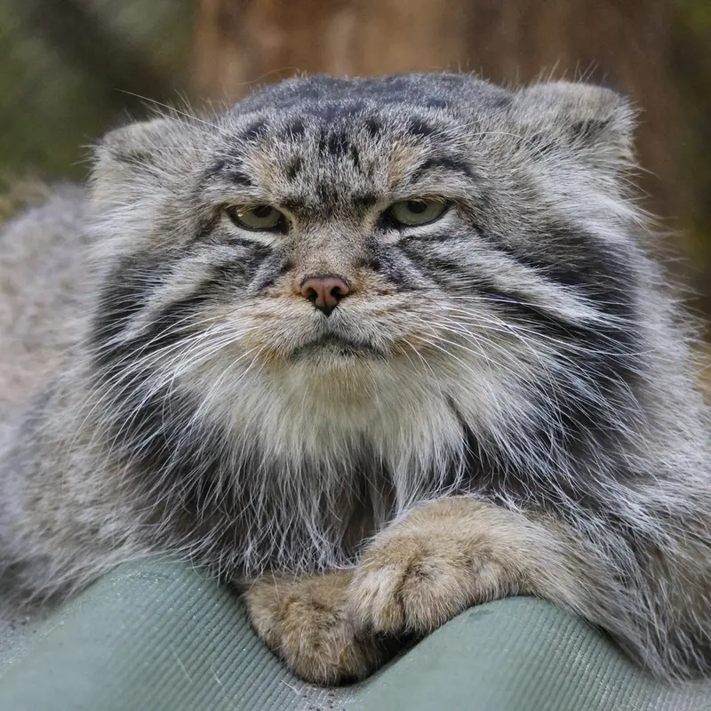 ノヴォシビルスク動物園のジョージの写真