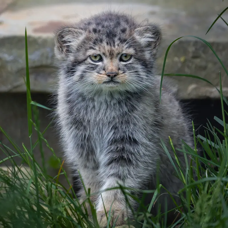 ポート・リムプネ・ワイルド・アニマル・パークのナムーの子猫 b. 2026 Ⅲの写真