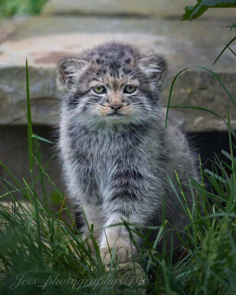 ポート・リムプネ・ワイルド・アニマル・パークのナムーの子猫 b. 2026 Ⅲの写真